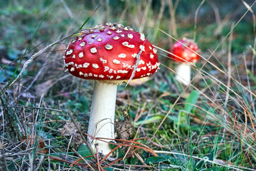 Closeup of toadstool fungus among forest heather bushes during autumn