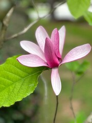 pink saucer magnolia flower