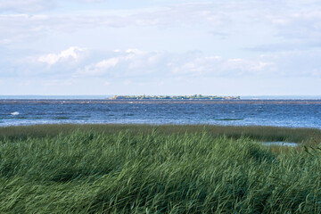seascape, baltic sea coast with reed beds in the foreground