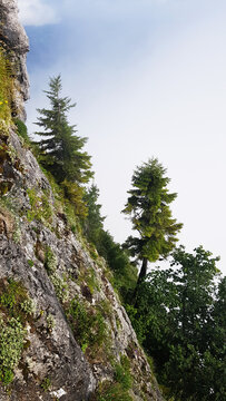 The tree grows on a steep cliff, the spruce trees grow on the cliff