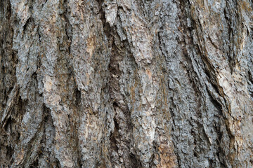 tree bark, close-up, rough old larch trunk
