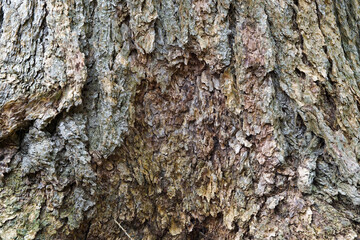 Bark douglas fir, rough brown timber