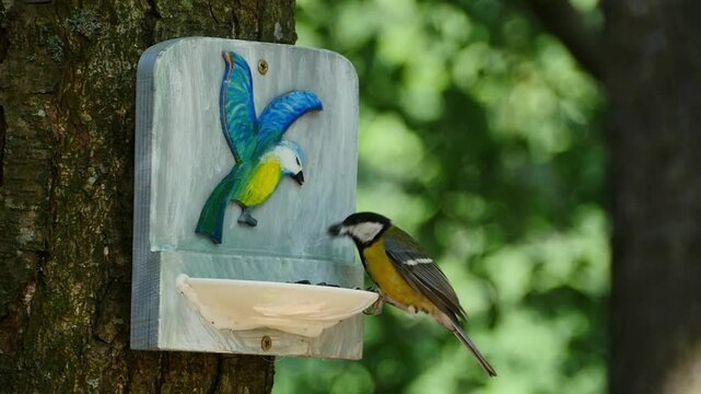 titmouse flew to a beautiful bird feeder and pecks