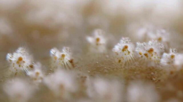 Macro shot of mold growing on agar-agar, showing detailed mold spores and multicellular filaments in a close-up view. Generative AI