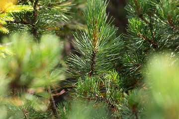 New Year, Christmas tree. Great background for a holiday poster. Christmas tree branches.