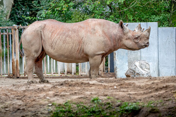 Naklejka premium a large rhino standing in the zoo