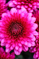 Detailed close-up of vibrant pink chrysanthemum flowers with layered petals, perfect for nature and floral design elements. Generative AI