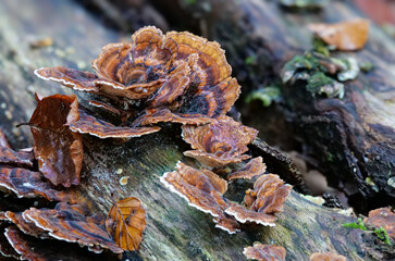 Braunsamtiger Schichtpilz (STEREUM INSIGNITUM)