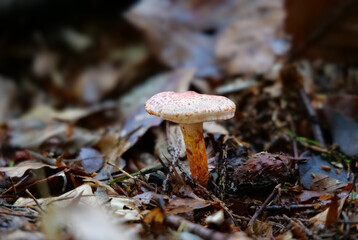 Rotschuppiger Raukopf (CORTINARIUS BOLARIS)