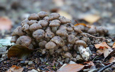 Gepanzerter Rasling (LYOPHYLLUM DECASTES)