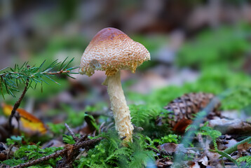 Wolliggestiefelter Schirmling (LEPIOTA CLYPEOLARIA)