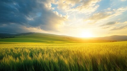 Fototapeta premium Golden wheat field at sunset with dramatic sky and rolling hills.