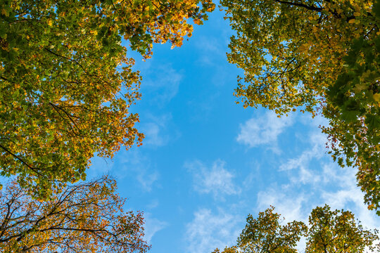 blue sky through tree branches with golden and green autumn leaves, view from bottom to top - Powered by Adobe