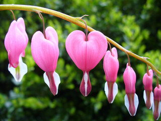 Twig of flower bush with pink hearts of Lamprocapnos Spectabilis, Bleeding heart on green background. Topics: flowering, beauty of nature, natural environment, spring, season, macro