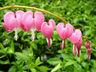 Twig of flower bush with pink hearts of Lamprocapnos Spectabilis, Bleeding heart on green...