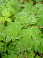 Green leaves with water drops of flower bush Lamprocapnos Spectabilis, Bleeding heart on rainy day - natural background. Topics: vegetation, beauty of nature, natural environment, spring, season