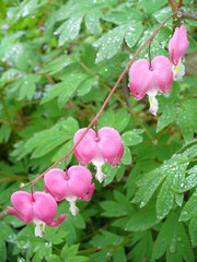 Twig of flower bush with pink hearts of Lamprocapnos Spectabilis, Bleeding heart and water drops on green leaves on rainy day. Topics: flowering, beauty of nature, natural environment, spring, season