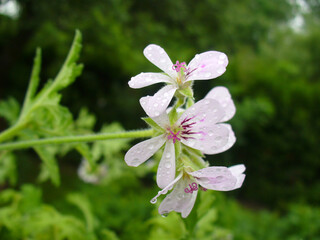 Flowers medicinal plant of Geranium, Geraniums, Cranesbills with water drops - close up shot. Topics: health, natural medicine, beauty of nature, spring, blooming, season, natural environment