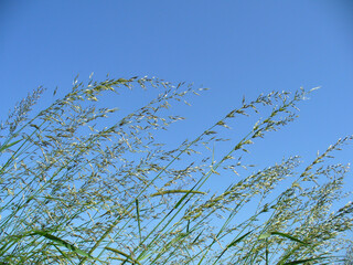 Green blades of grass bent in wind and glistening in sunlight and sunny blue sky Topics: beauty of...
