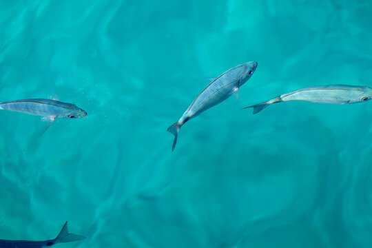 Saddled seabream fish swimming in the clear turquoise water of the Calanques nestled between Marseille and Cassis in France.