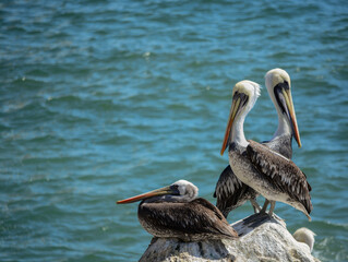 Close up of three Peruvian pelicans, brown pelicans, resting on a rock with blue sea in the background and copy space in Viña del Mar, Chile, South America