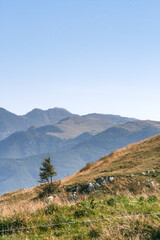 Single pine with mountain background and grass in the foreground, Lake Garda, Italy