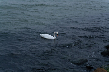 A white swan glides across the dark surface of the sea
The swan swims through the dark water, its pure white plumage sharply contrasting with the surrounding smoothness of the sea.