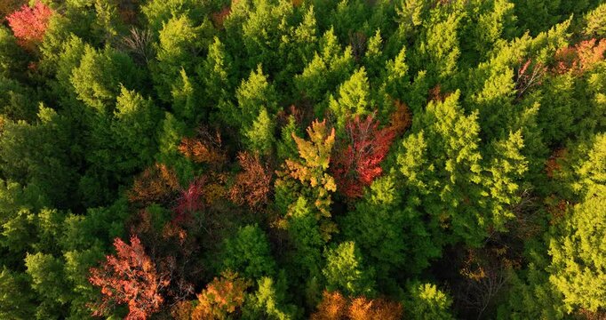 Aerial view of a vibrant forest showcasing the colorful fall foliage. The trees display shades of yellow, orange, and red, capturing the beauty of the autumn season from above.