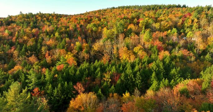 Aerial view of a vibrant forest showcasing the colorful fall foliage. The trees display shades of yellow, orange, and red, capturing the beauty of the autumn season from above.