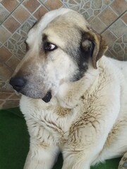 Perro mastín blanco