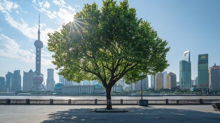 Fototapeta premium A lone tree on a waterfront promenade in a modern city with tall buildings and the sun shining behind it.