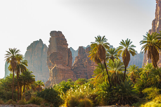 oasis in the desert