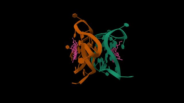 Interaction of a gold(i) dicarbene anticancer drug with human telomeric DNA G-quadruplex. Animated 3D cartoon and ball-and-stick model, PDB 6h5r, black background