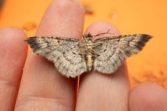 mano sosteniendo polilla muerta con fondo anaranjado