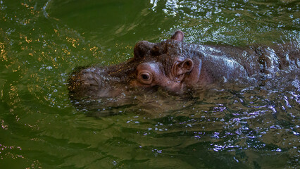 Obraz premium (Hippopotamus amphibius), swimming 