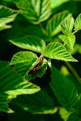 Close-up of a Vibrant Grasshopper Perched on Green Leaf