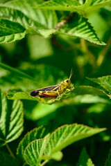 Close-up of a Vibrant Grasshopper Perched on Green Leaf