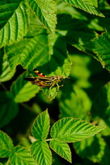 Close-up of a Vibrant Grasshopper Perched on Green Leaf