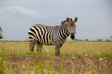 zebra in the wild