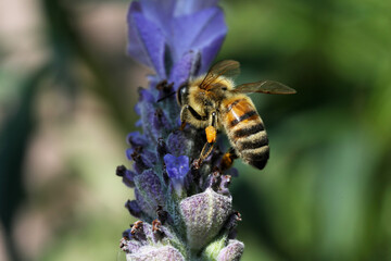 bee eating the nectar of the lavender flower in spring