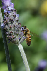bee eating the nectar of the lavender flower in spring