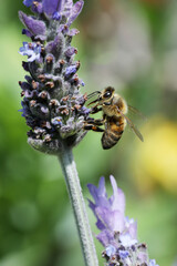 bee eating the nectar of the lavender flower in spring