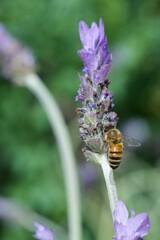 bee eating the nectar of the lavender flower in spring