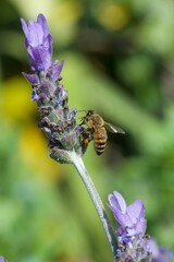 bee eating the nectar of the lavender flower in spring