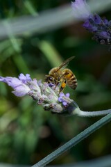 bee eating the nectar of the lavender flower in spring