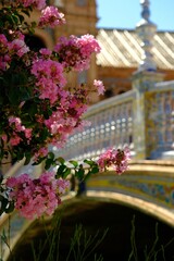 Seville Alcazar Flowers & Architecture