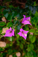 pink flower in the garden