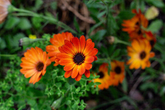 orange dahlia flower