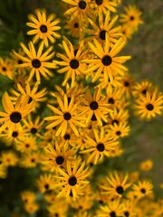 Black Eyed Susan Bouquet 