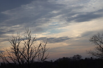 moody morning clouds above barren trees